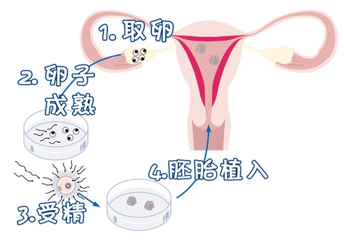 首席专家